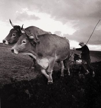 Aubrac Rinder bei der Arbeit